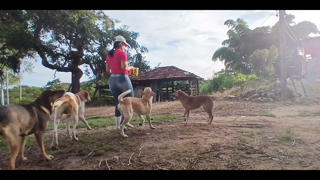 #simplicidade#roça natureza#vidareal 🌺