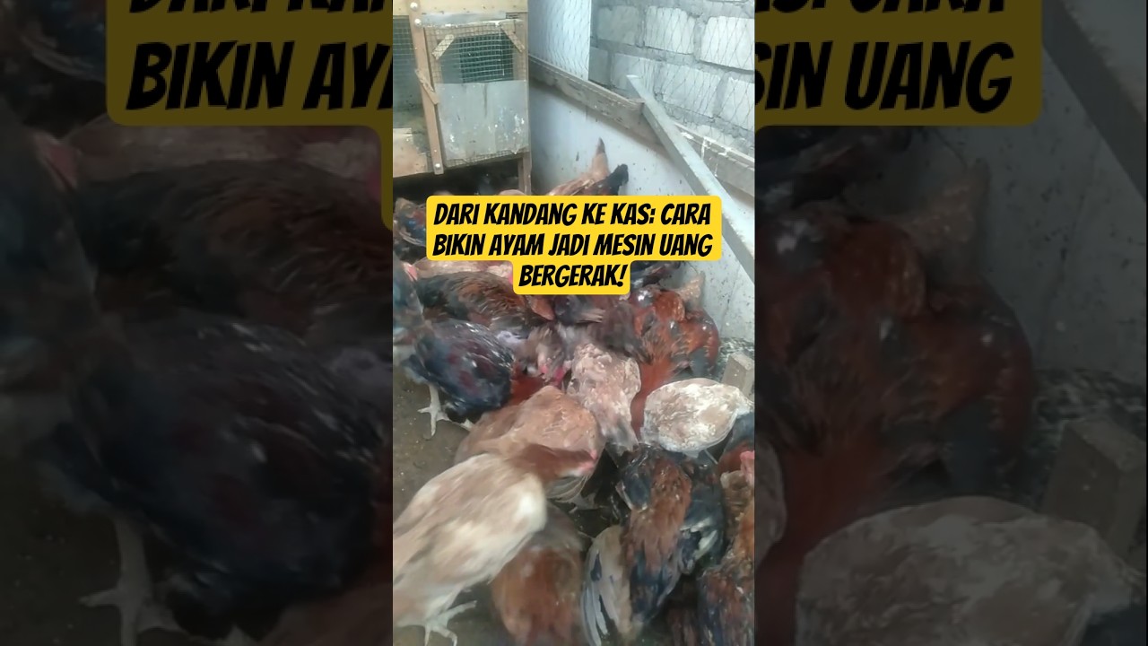 Dari Kandang ke Kas: Cara Bikin Ayam Jadi Mesin Uang Bergerak! #mulaibeternak