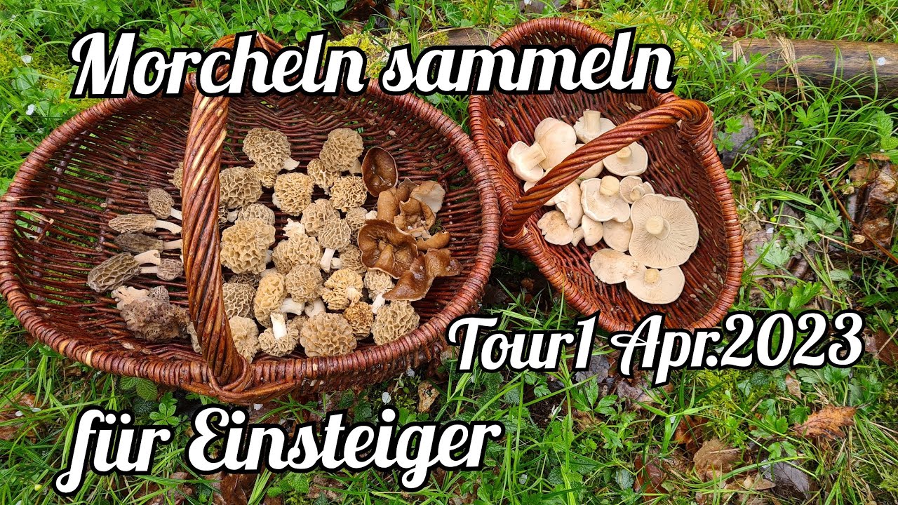 🍄🍄Morcheln sammeln - Tipps für Einsteiger🍄🍄