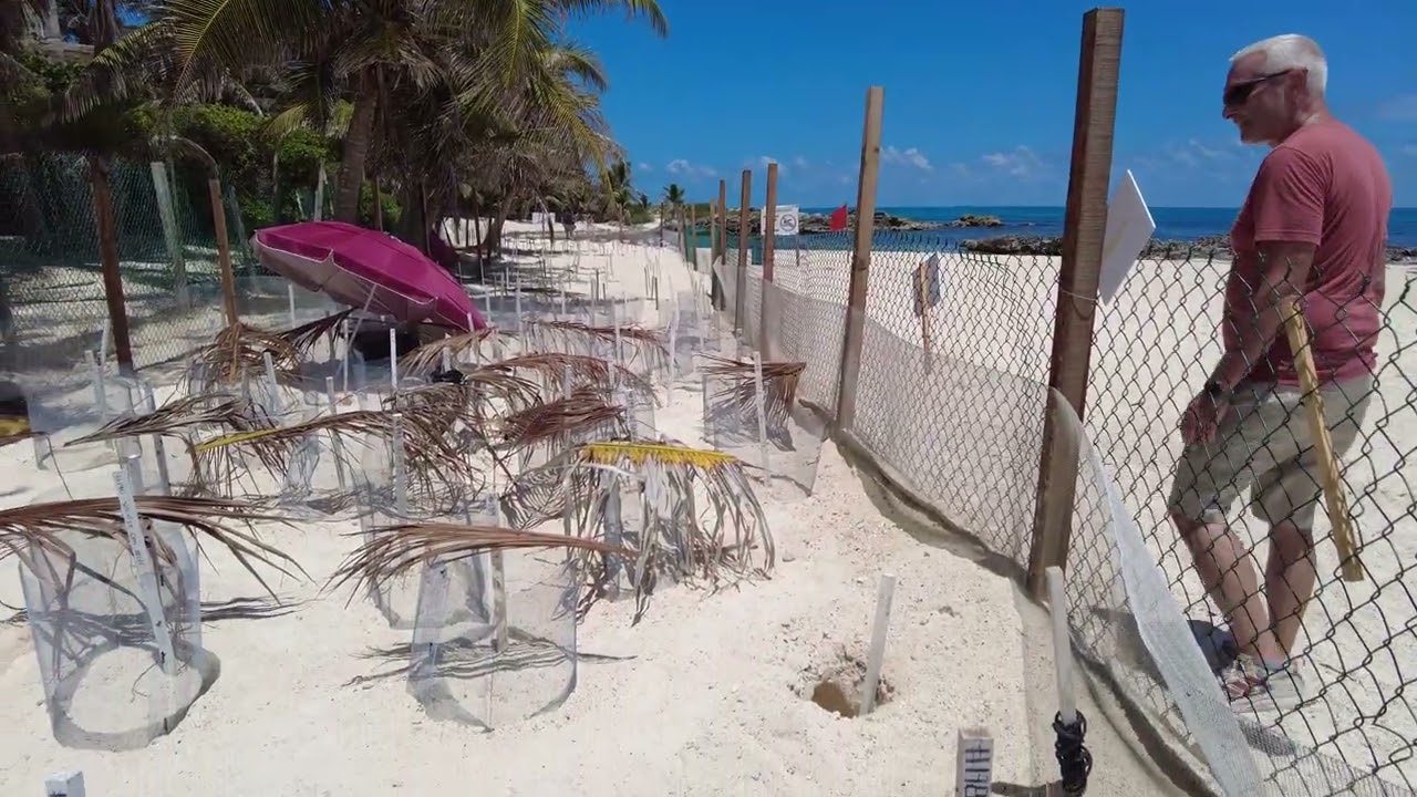 Isla Mujeres 2025 - Playa Media Luna and Turtle Nests