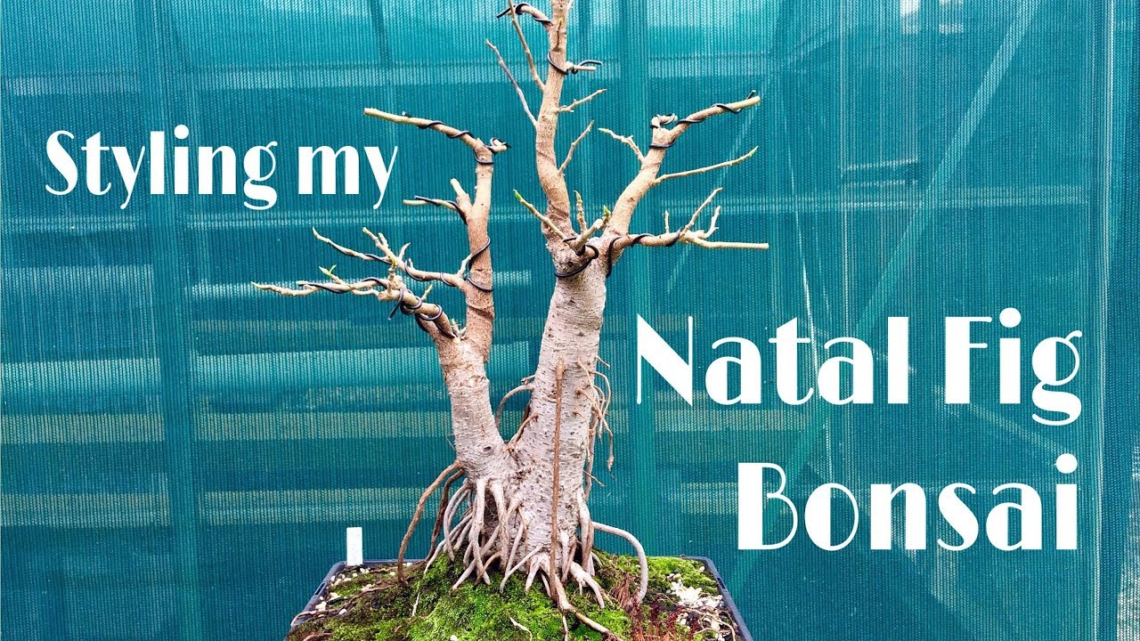 How to - Styling my Ficus Natalensis Bonsai