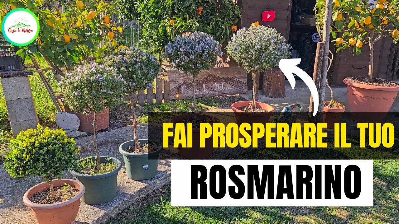 ROSMARINO IN VASO - MOLTI TRASCURANO IL RINVASO E LA CONCIMAZIONE DEL ROSMARINO