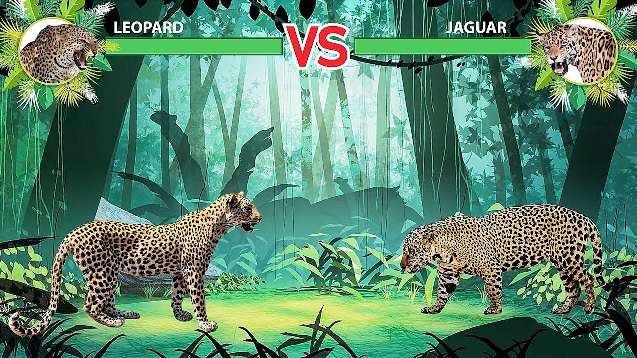 Leopard Vs Jaguar