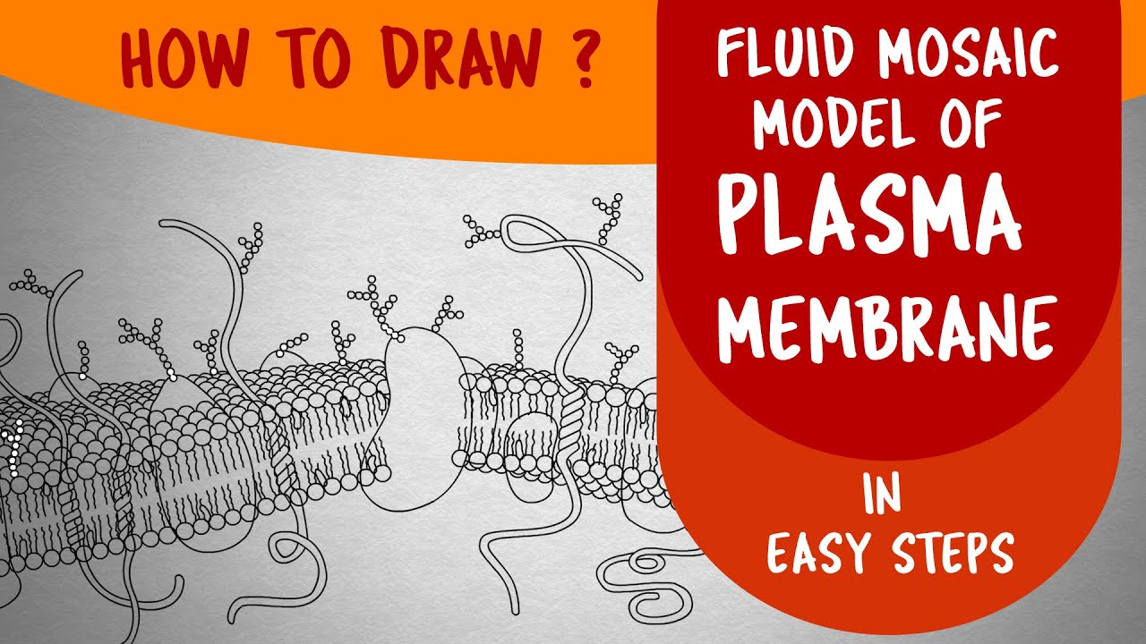 How to draw #FLUID MOSAIC MODEL OF PLASMA MEMBRANE in easy steps : Ncert class 11 CBSE Biology