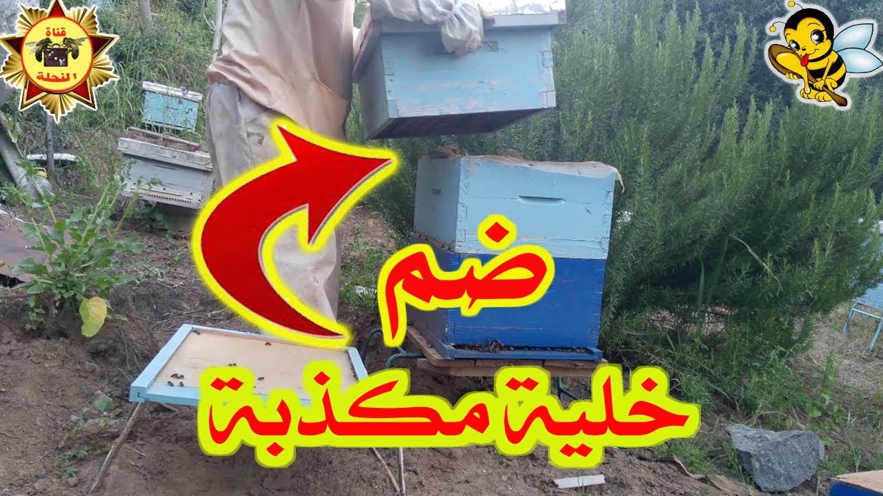 كيفية ضم خلية نحل كاذبة إلى خلية بملكة ملقحة بنجاح