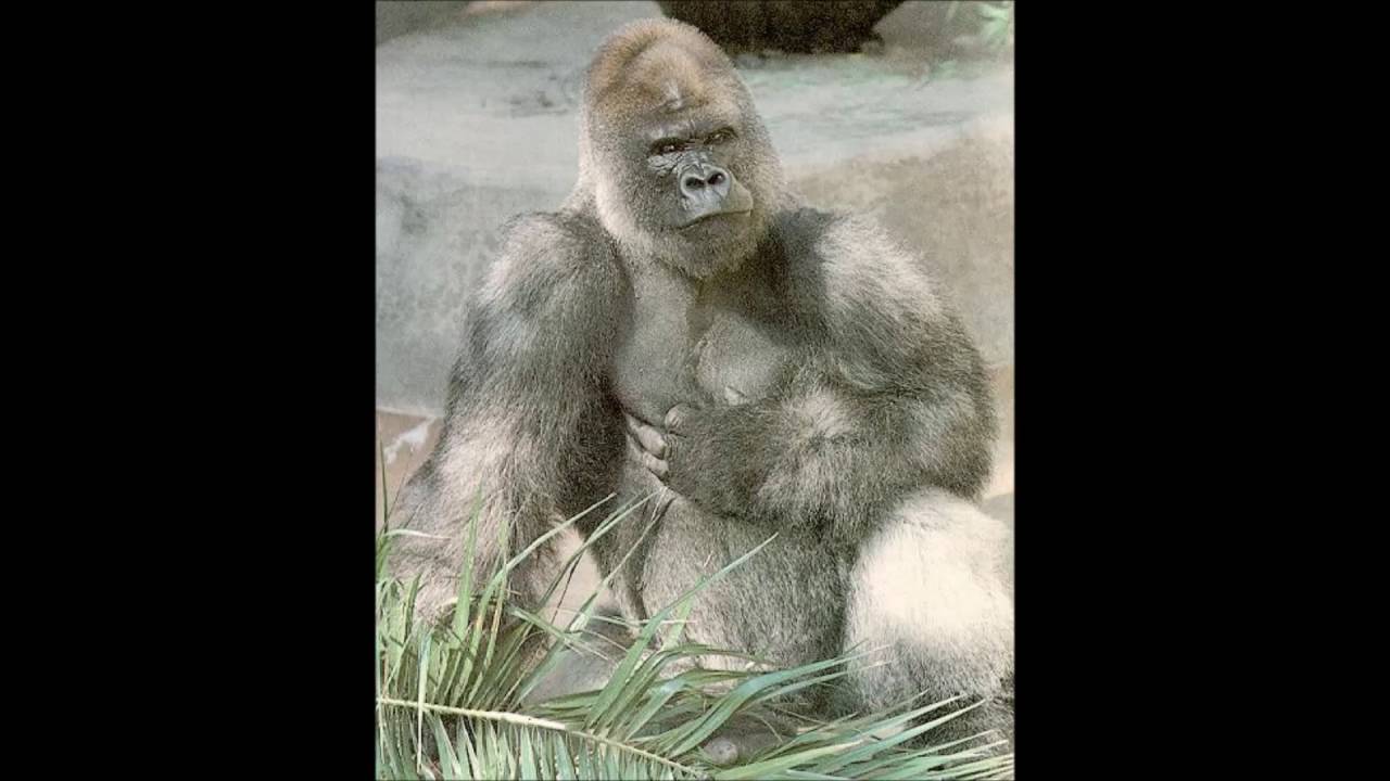 Grey Gorilla