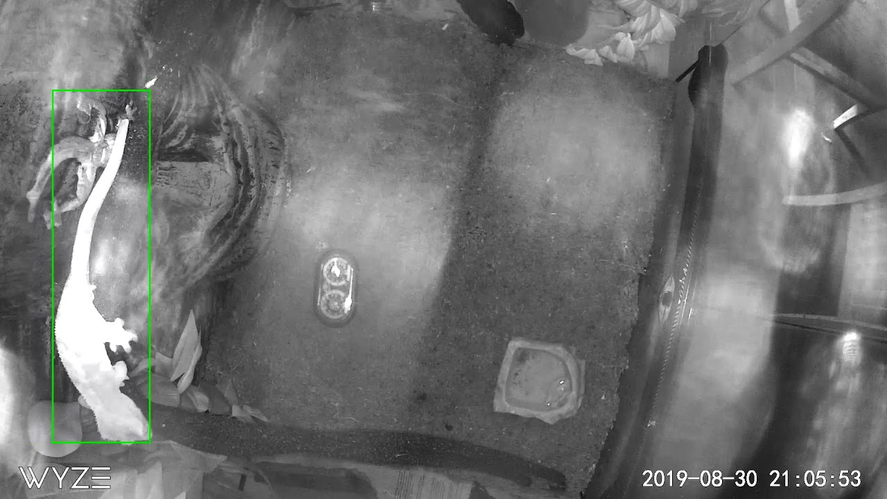 Crested Gecko Night Vision Camera