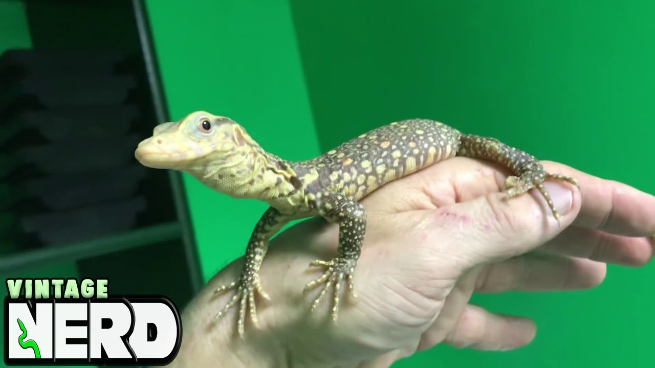 Part 4 - Your NEW REPTILE, what to do next , and let's do it RIGHT!