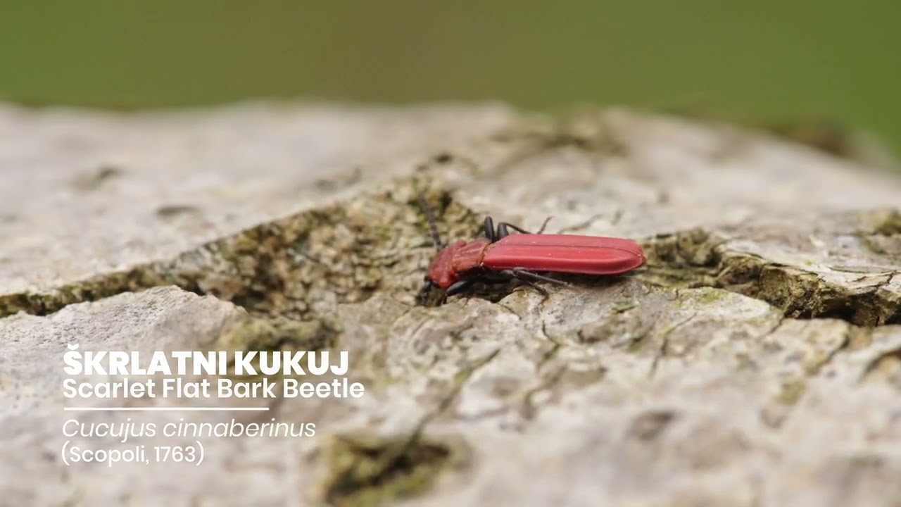 ŠKRLATNI KUKUJ   Scarlet Flat Bark Beetles   Cucujus cinnaberinus Scopoli, 1763