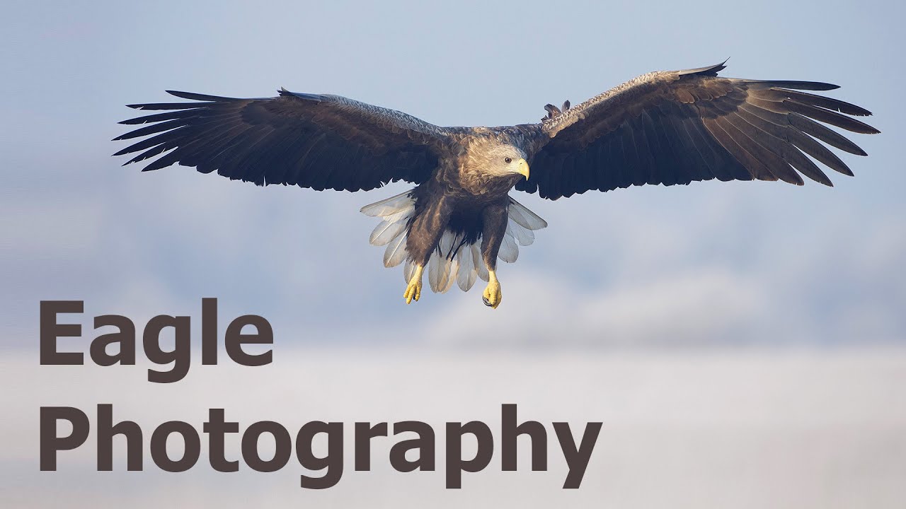 The Challenges of Photographing White Tailed Eagles in Poland (Sub-Zero Conditions)