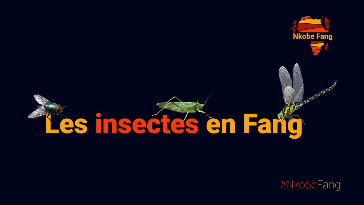 les insectes en fang (Olong olong) - insects in Fang | Nkobe Fang