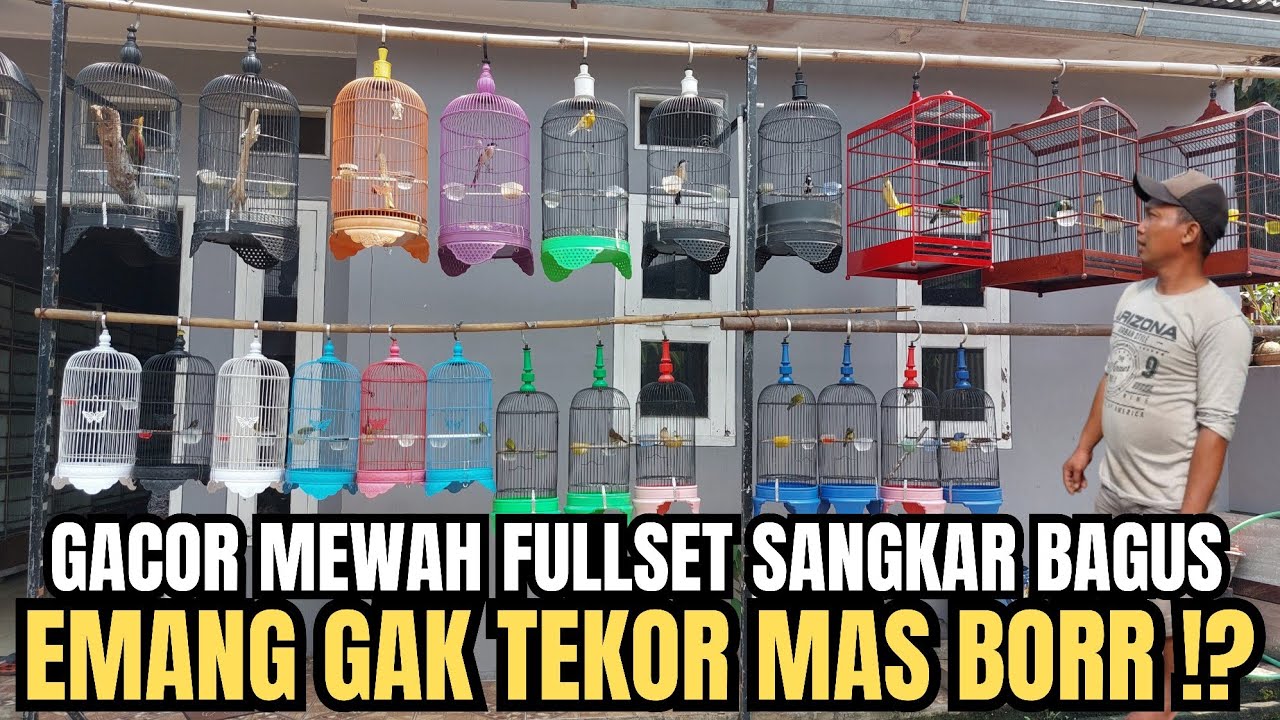 GAK BAHAYA TAH ‼️ BURUNG GACORAN MEWAH DIJUAL FULLSET & SIAP PANTAU LAPANGAN! EMANG GAK RUGI BORR?!