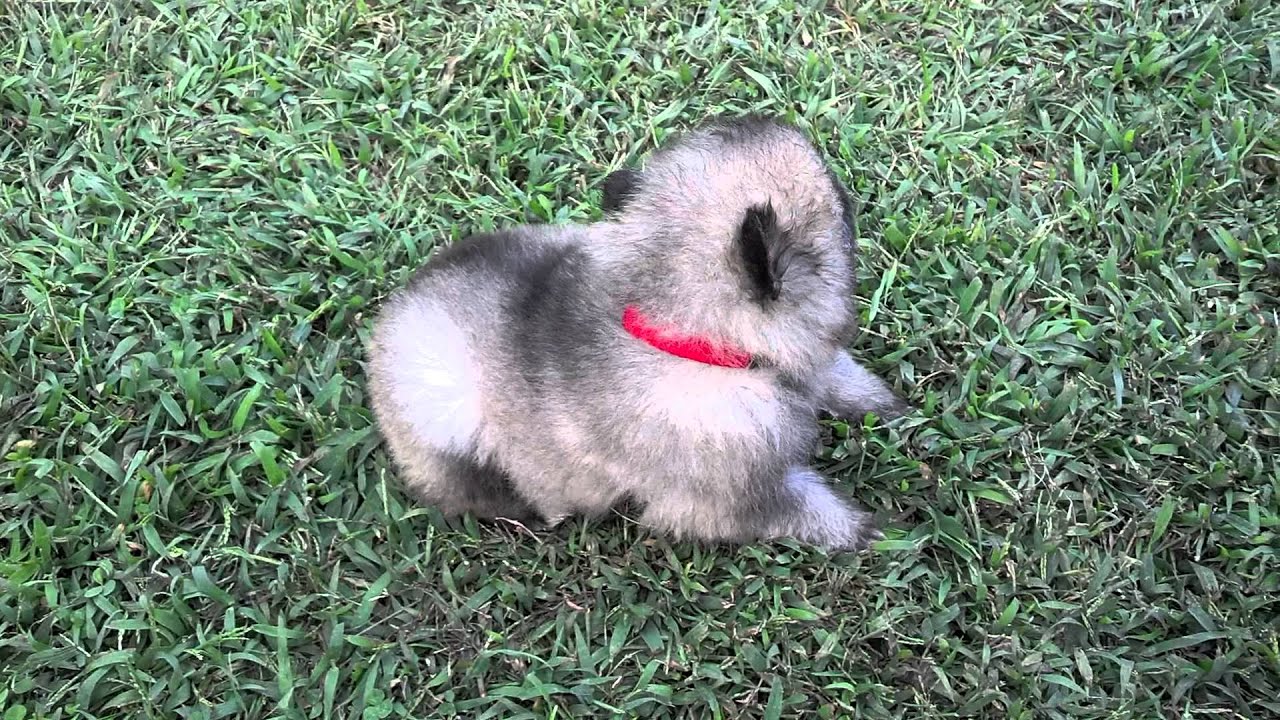 Clingmey Keeshonden  4 week old puppies