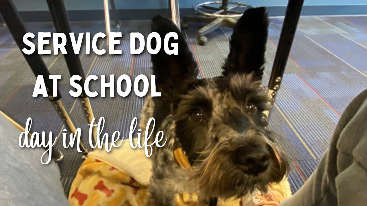 A Day in the Life of a Service Dog at High School (Vlog) ~ Servicedogranger