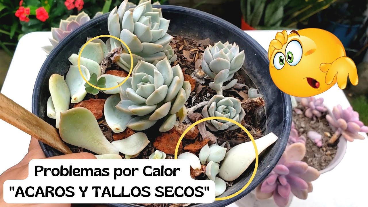 Ácaros y tallos secos ¿Cómo eliminarlos y solucionarlos? "Problemas por calor"