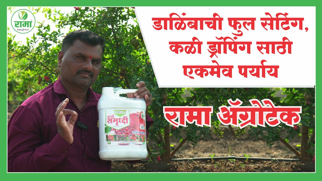 डाळिंबाची फुल सेटिंग, कळी ड्रॉपिंग साठी एकमेव पर्याय रामा ॲग्रोटेक| Rama Agrotech