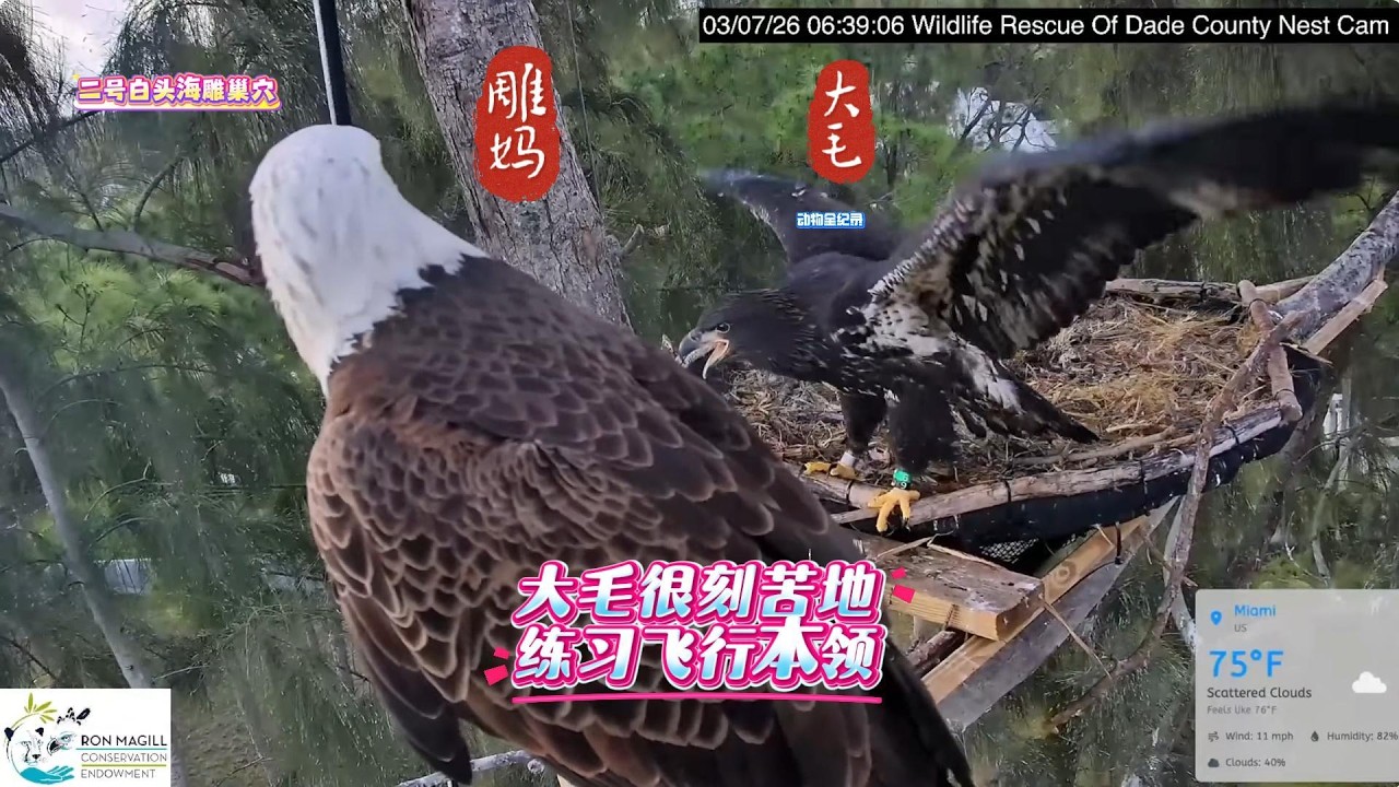 看到二毛自如进出巢穴，大毛急坏了，它在刻苦锻炼飞行本领