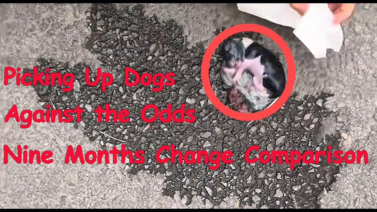 From 93 Grams to a Happy, Healthy Family Member ❤️#animals #dog #animalspecies #pets #mammal