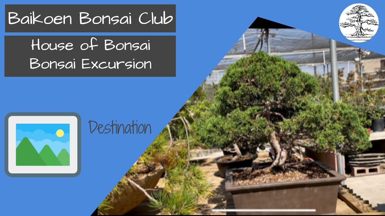 House of Bonsai - Bonsai Destination - Baikoen Bonsai Club - Safer @ Home Bonsai Series