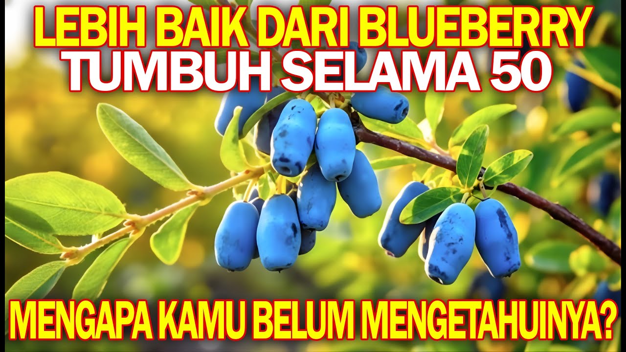 Lebih baik daripada blueberry dan jeruk. Tumbuh selama 50 tahun. Mengapa kamu belum mengetahuinya?