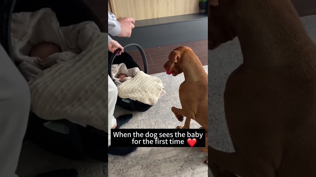 Dogs see babies for the first time. #funny #pets #love