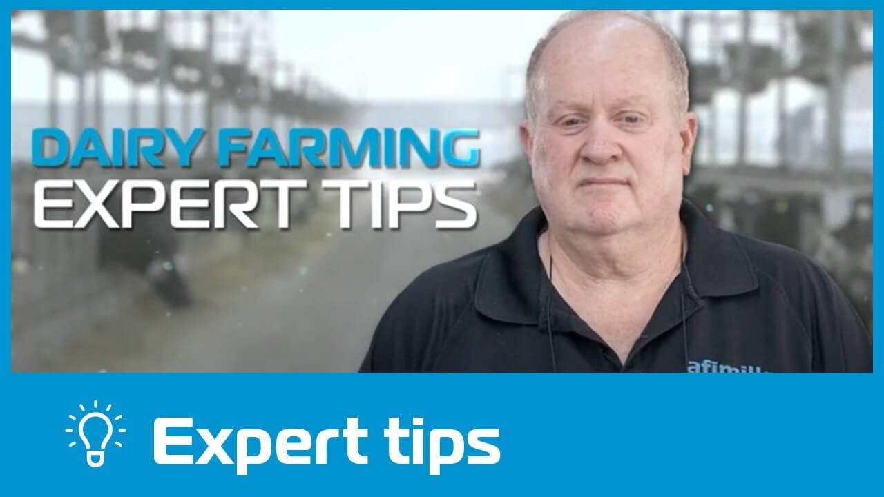 Cow Comfort &ndash; Dairy Farming Expert Tips