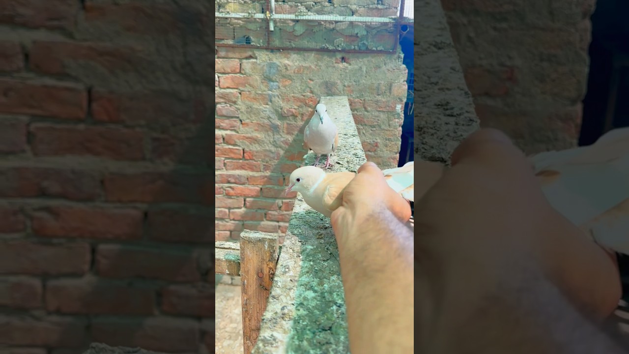 How to easy catch birds #bird #shorts #viralvideo #trending #pigeon