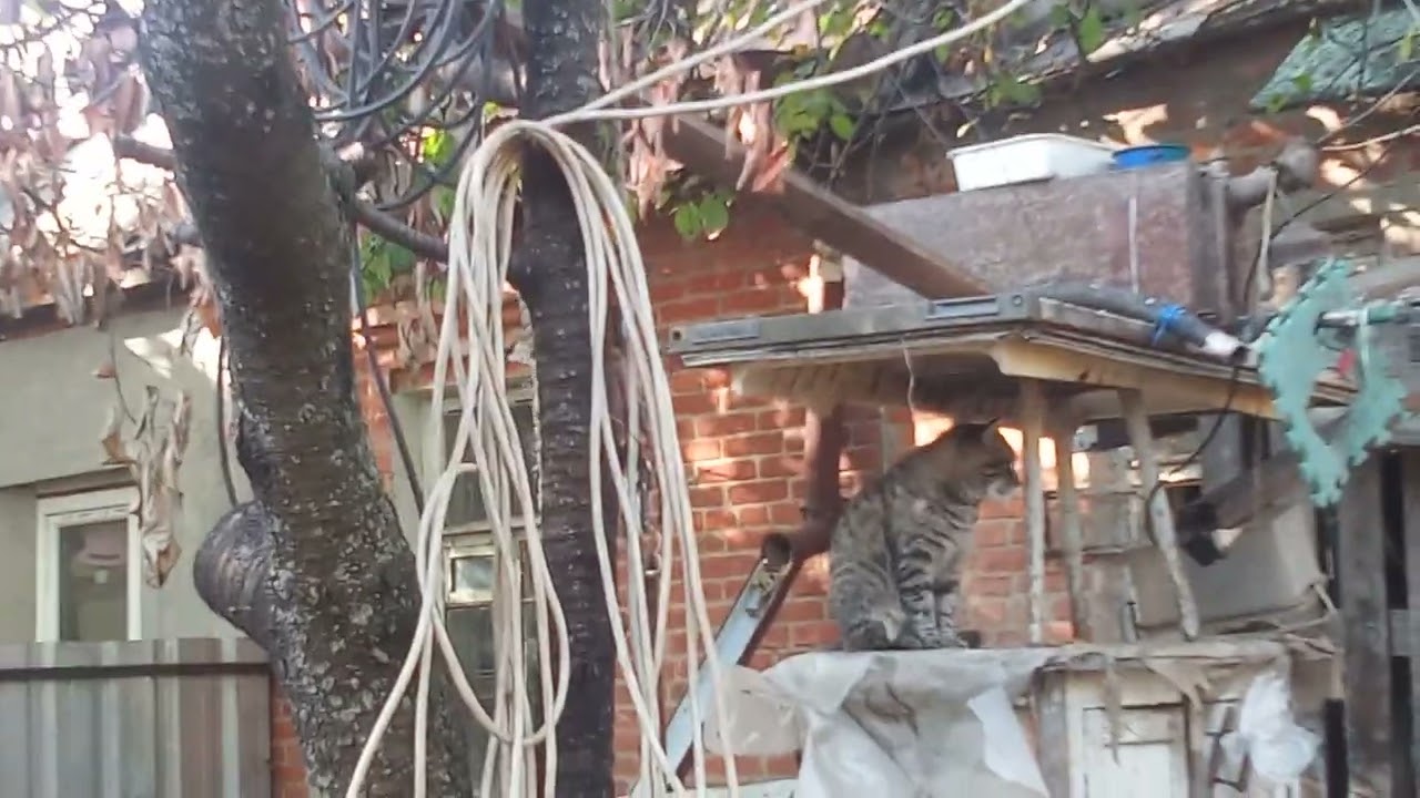 Вороний дворовый концерт