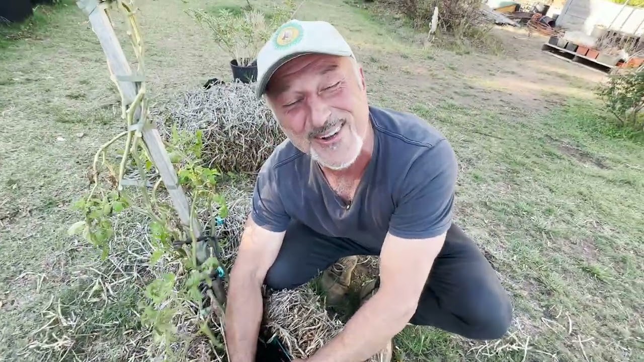 Update on the Tomato Growing in a Decomposing Bale of Straw