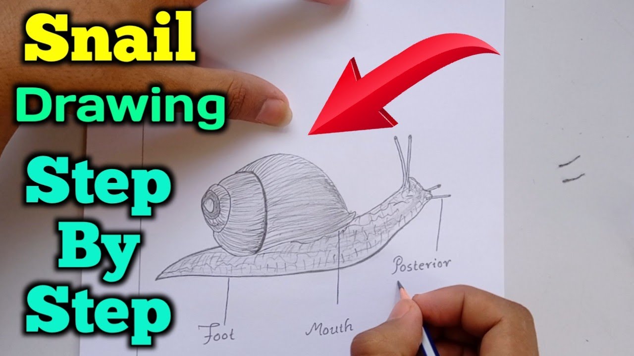 How to Draw Snail || Garden Snail Drawing || How to Draw Helix || Labelled Diagram of Snail ||