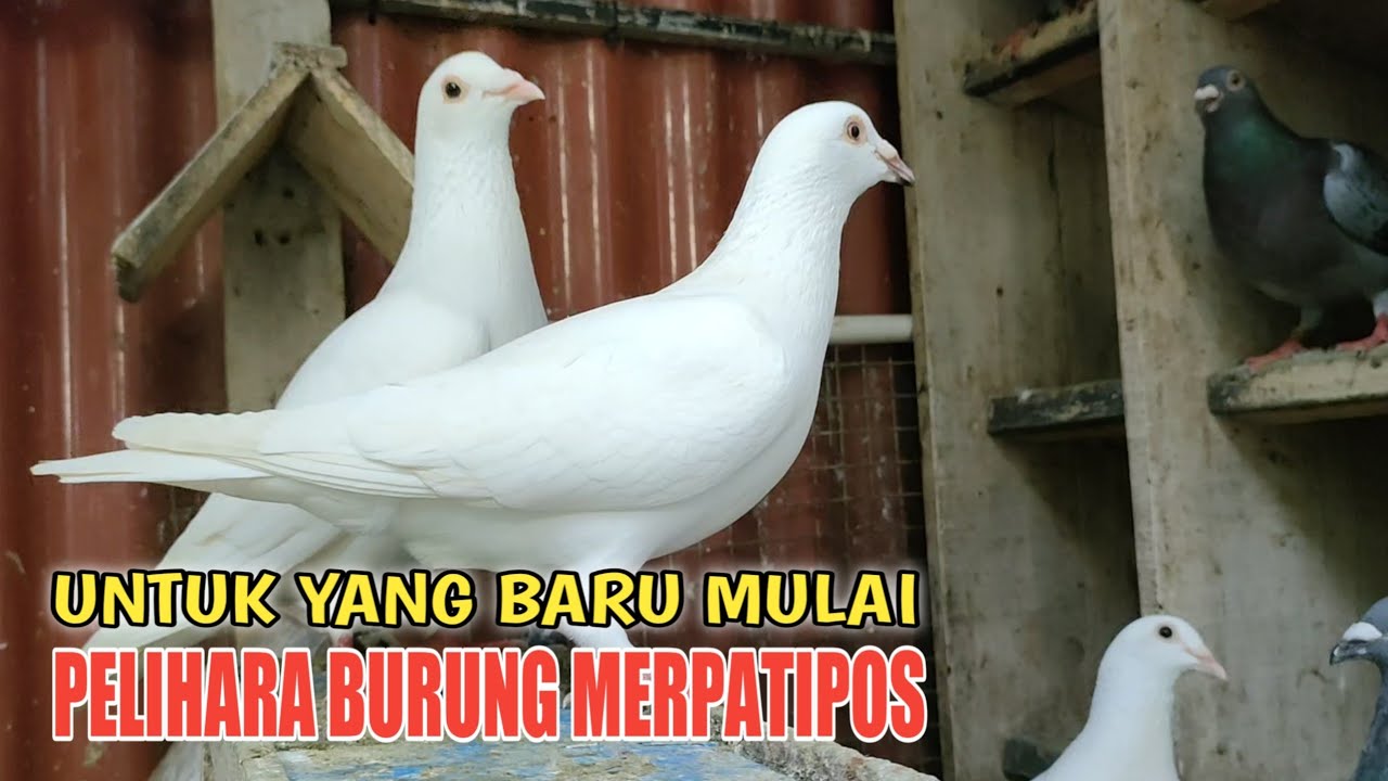 Pelihara merpati pos untuk pemula