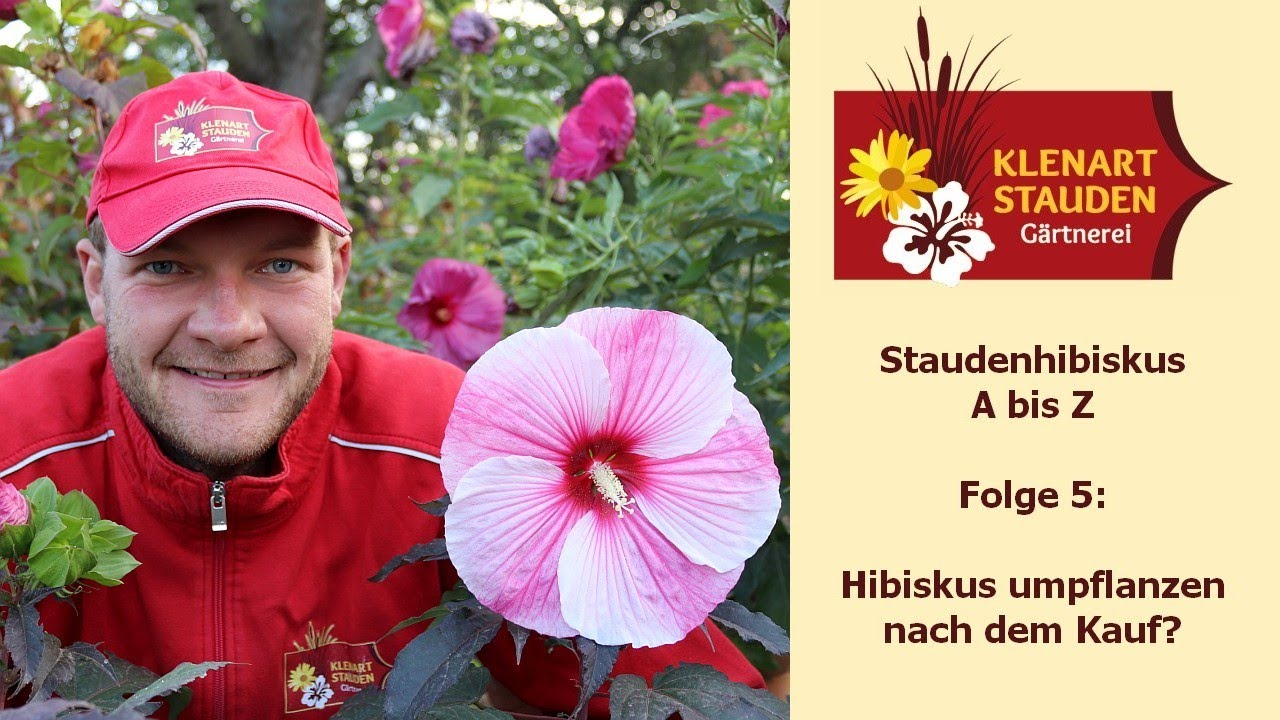Staudenhibiskus umpflanzen nach dem Kauf?