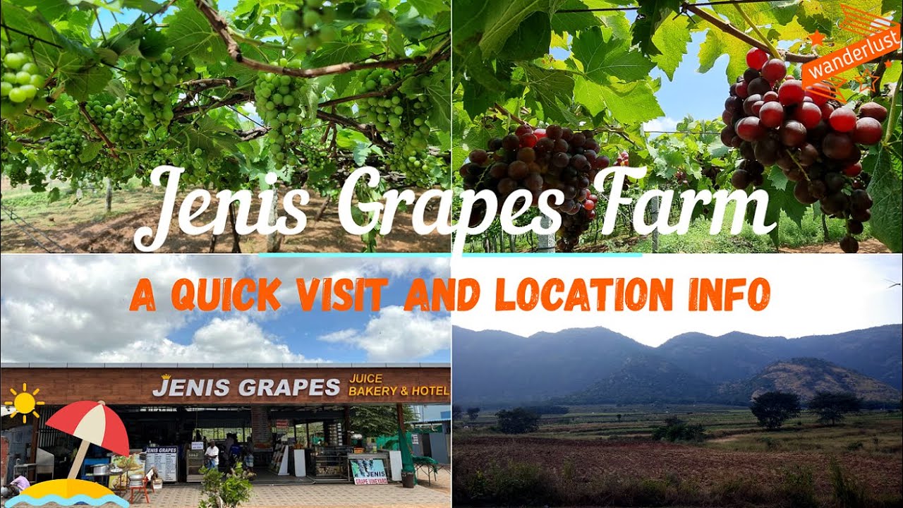 Jenis Grapes Cumbum || Vineyard in Cumbum || Kumily to Cumbum || 4K