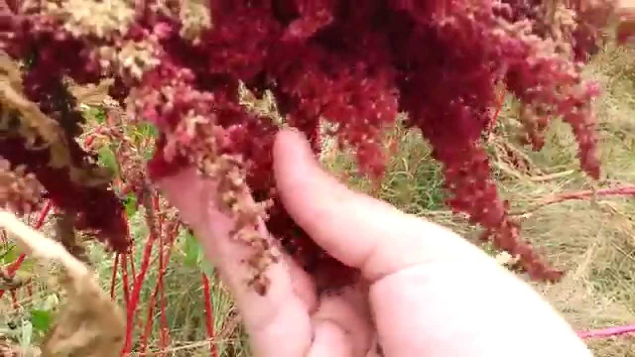 Когда собирать амарант