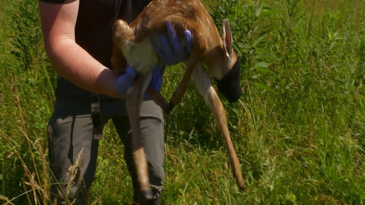 Capturing Whitetail Deer Fawns