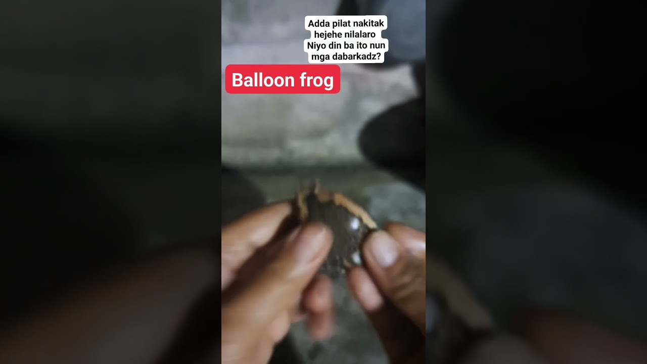 #shorts balloon frog / pilot frog @LORELIESKITCHEN