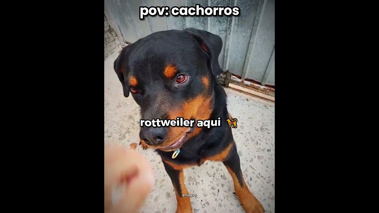 a cachorra roubou meu marido kkkk l #humor #engra&ccedil;ado #cachorro #shorts