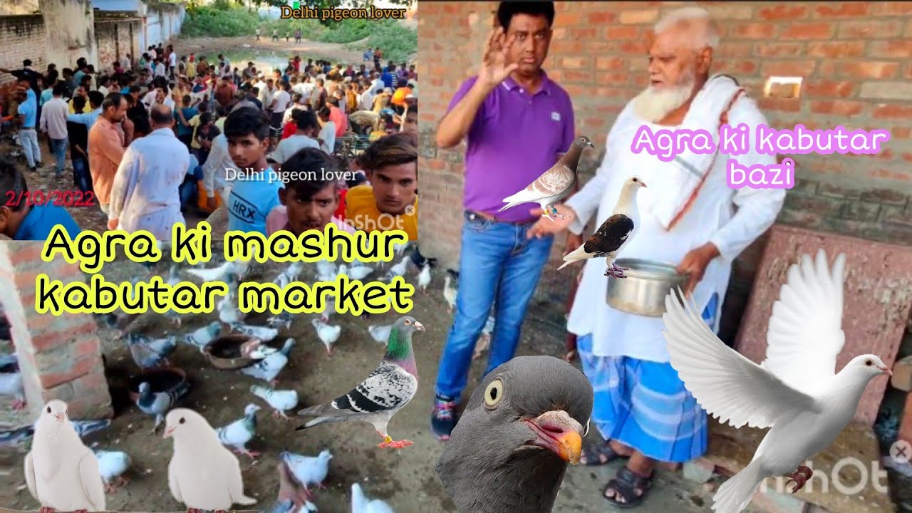 Agra ki mashur kabutar market |