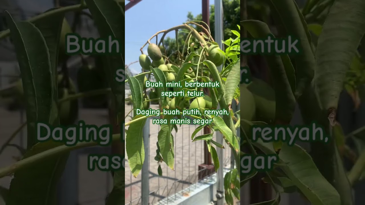 Kedondong Mini: Buah Tropis Ajaib yang Berbuah Sejak Tahun Pertama! #buah #tropical #kedondong