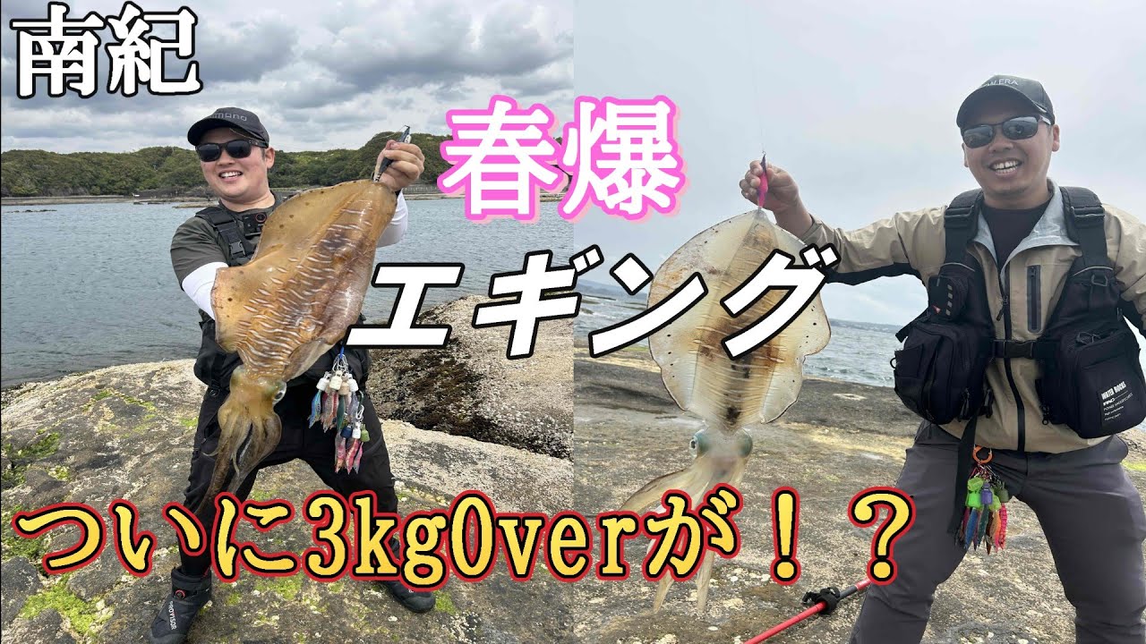 【春爆エギング】南紀の地磯でデカアオリ４連発!!３㎏のモンスターアオリイカも出現!?
