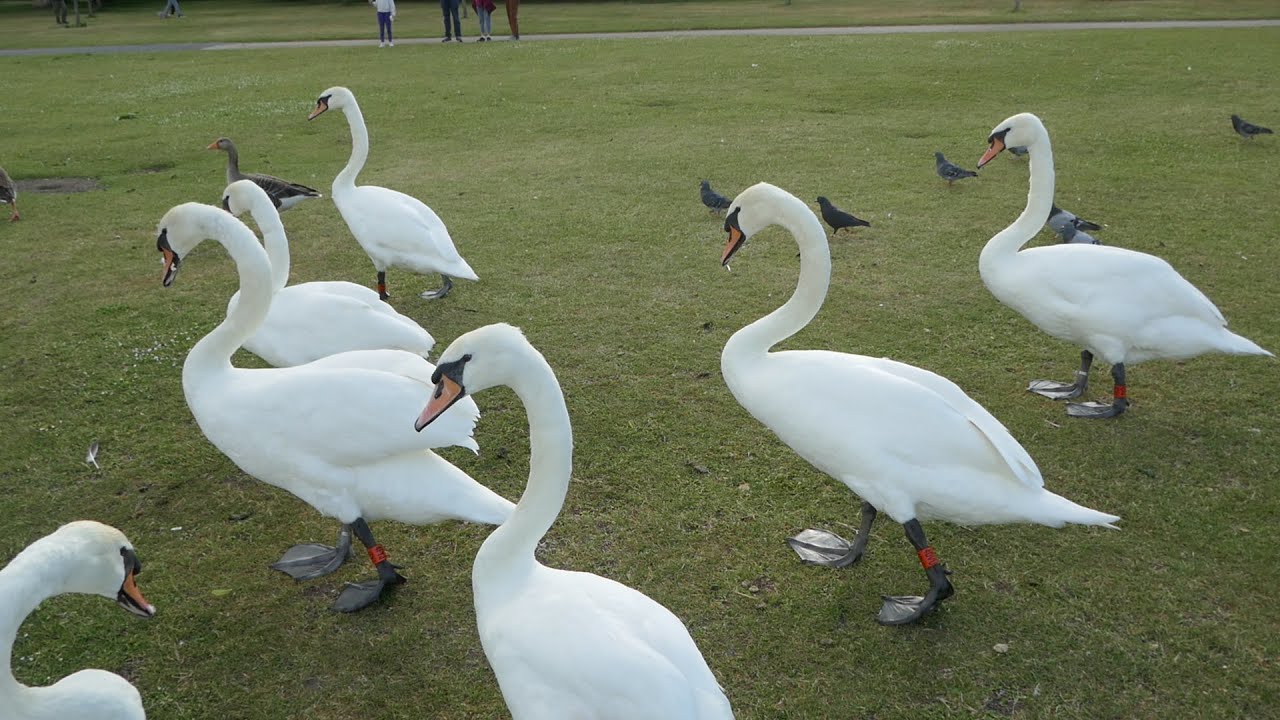 Swans Geese Ducks Birds Hyde Park London England United Kingdom May 28, 2025 Summer Clouds Sun