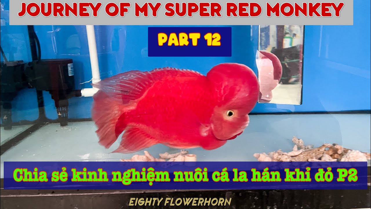 Journey Of My Super Red Monkey Part 12 - Progress Fade Of Thick Skin SRM - Eighty Flowerhorn