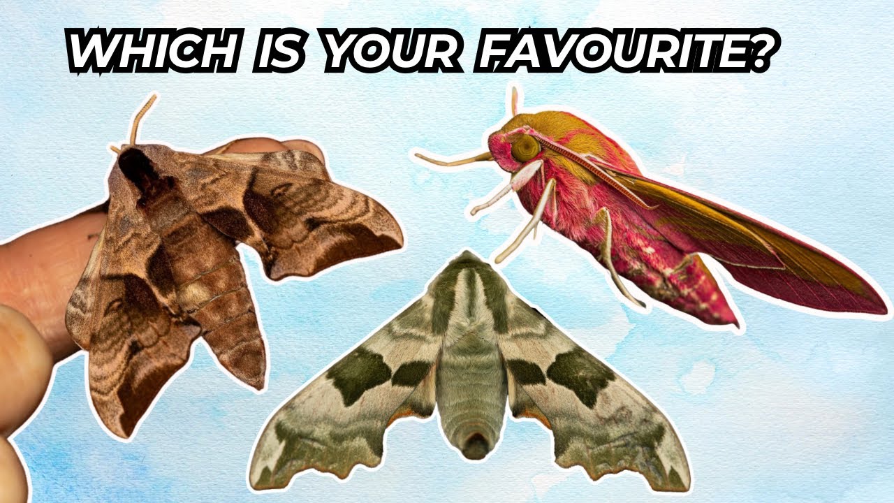 Look at these beautiful Uk moths!