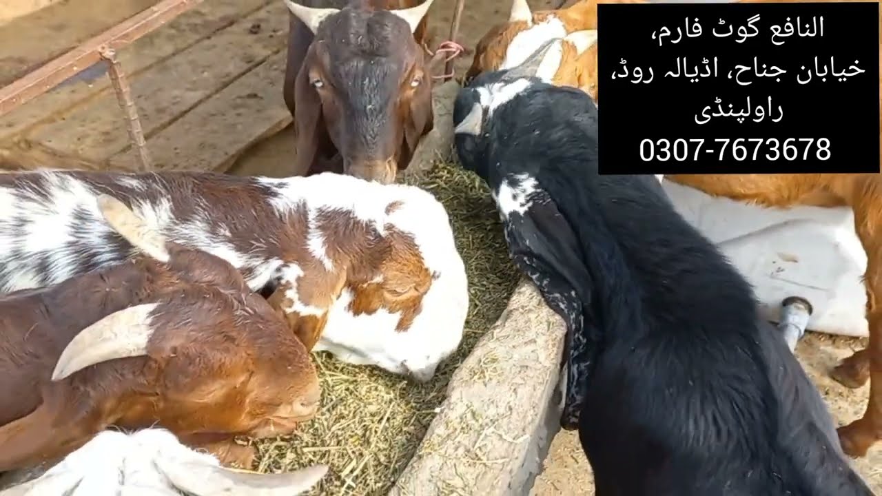Berseem Hay for Goats ||