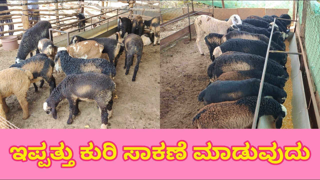 ಇಪ್ಪತ್ತು ಕುರಿ ಸಾಕಣೆ ಮಾಡುವುದು sheep farming