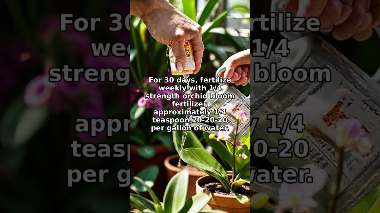 Orchid Won't Bloom? This Secret Guarantees Flowers in 60 Days!