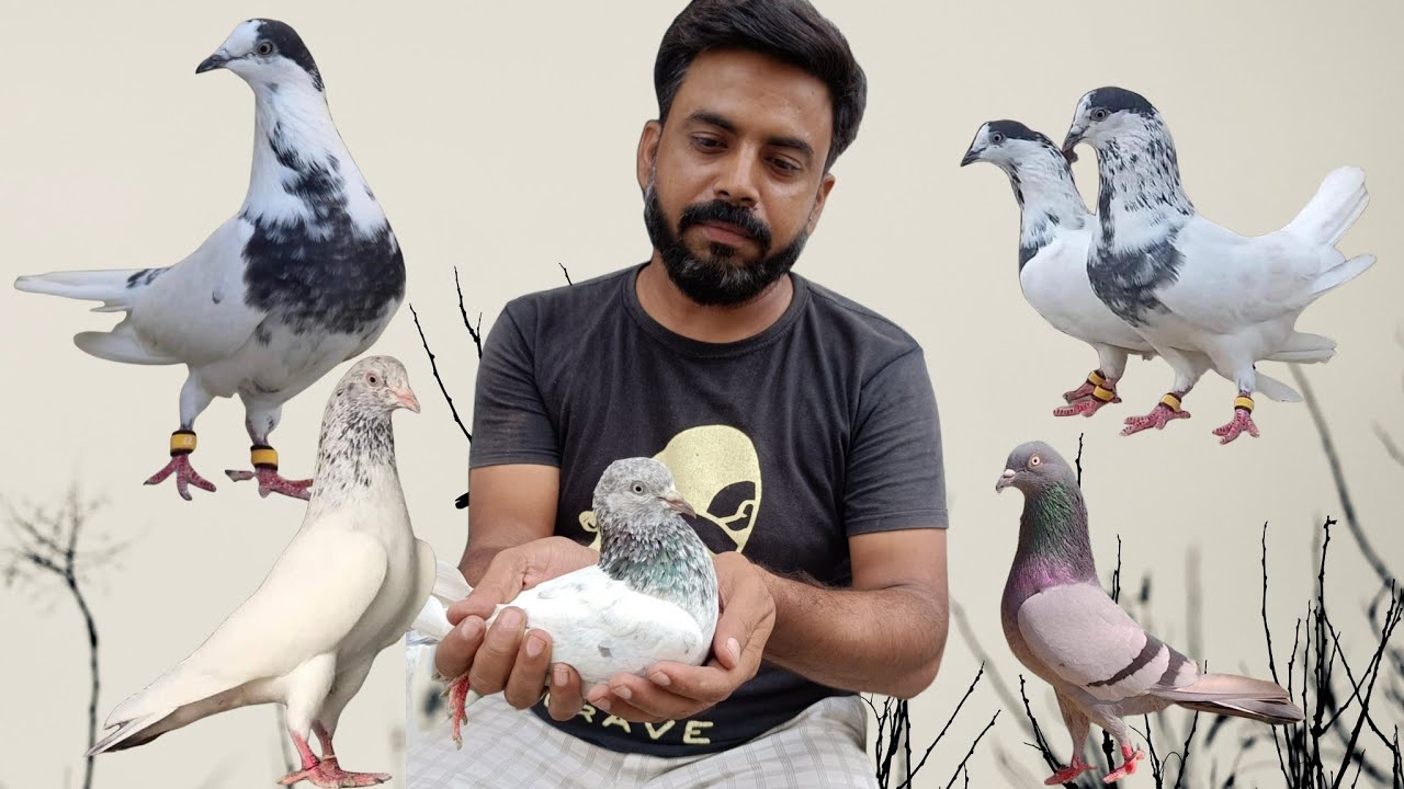 #indianpigeon #hardoiuttarpradesh #highflyerkabutar #kamagarkabutar