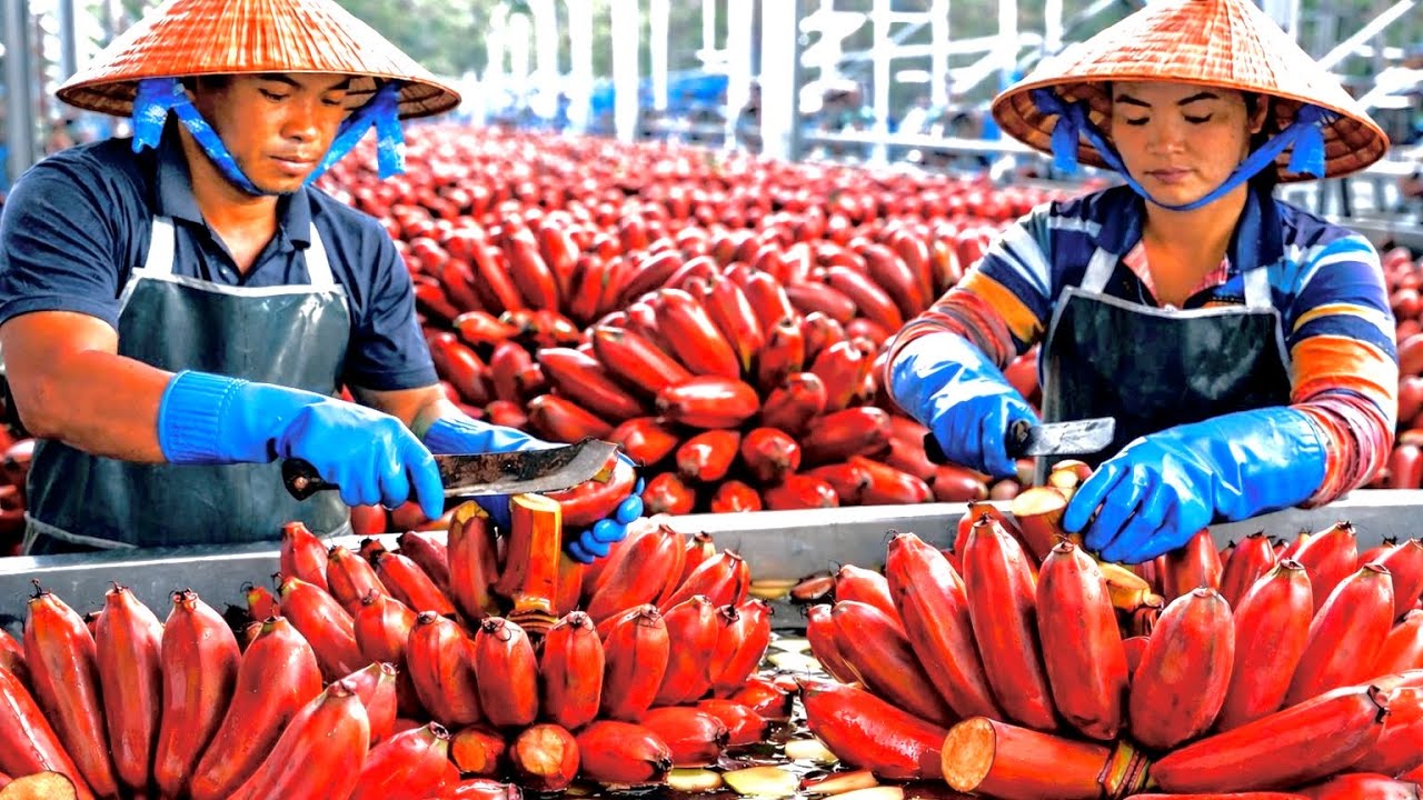 Banana Cultivation & Processing