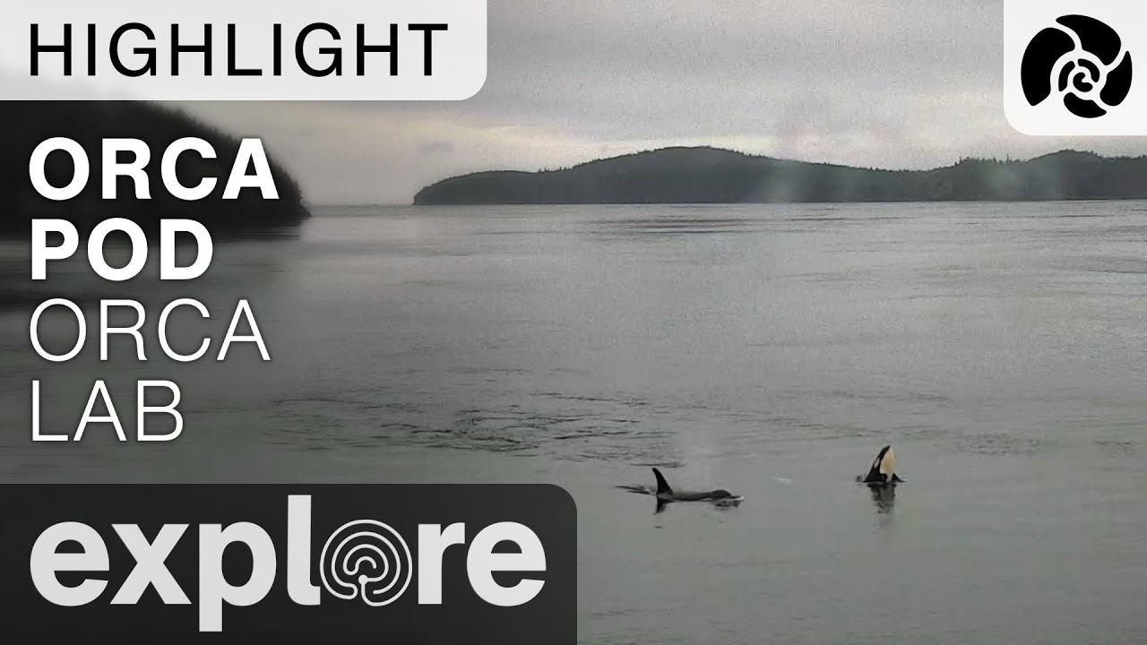 Orcas Swim By - Orca Lab - Live Cam Highlight