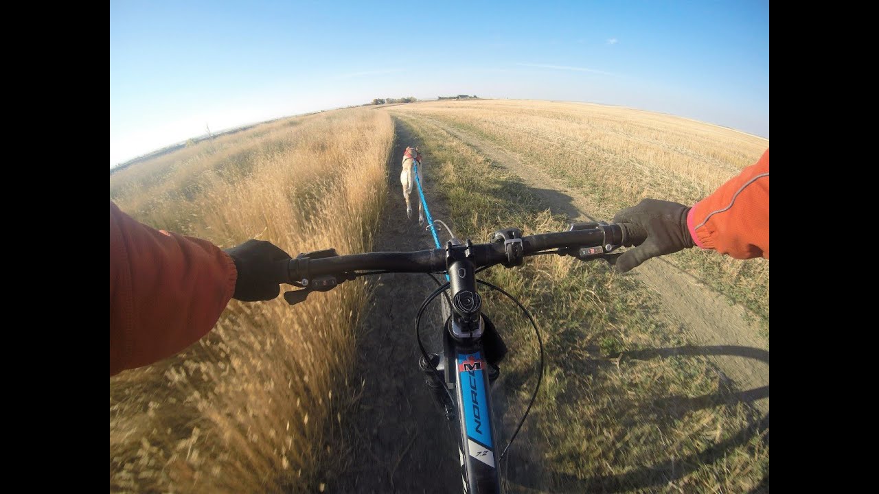 Magrath Bikejoring Fun Race